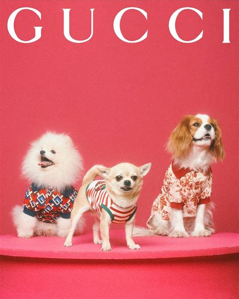 gucci pets.com|gucci pet collection.